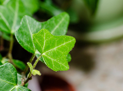 禾本科植物大特写的绿叶