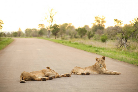 非洲狮子在南非游戏保护区的道路上