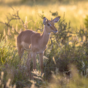 年轻的黑斑羚AepycerosMelampus站在南非克鲁格国家公园热带草原草的Eary晨光中。