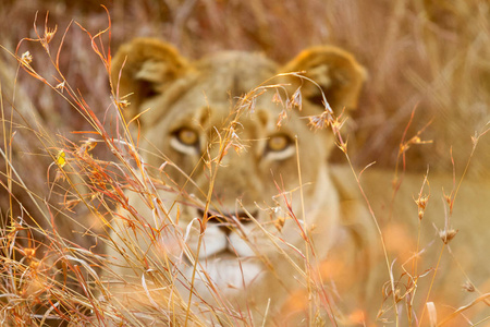 一只非洲母狮躲在草丛中