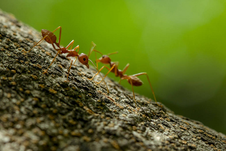 自然界中树上的蚂蚁。