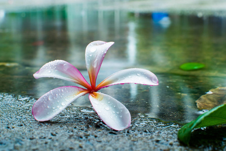 在花园里盛开的粉红色花朵图片