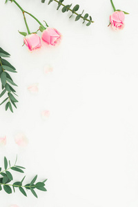 白色背景上粉红色玫瑰和桉树枝的花架。 复制空间。 平躺式顶部视图