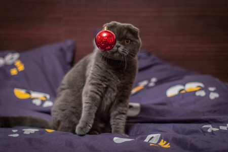 这只猫玩圣诞球