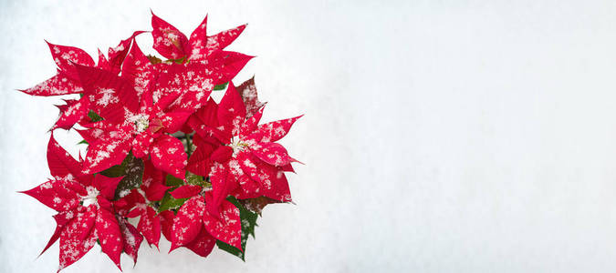 圣诞波内采小花 红色的花瓣和落雪花在白雪背景。圣诞快乐, 新年快乐理念