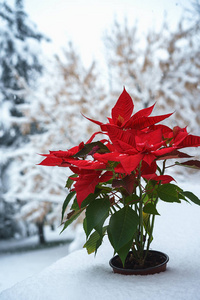 圣诞节的波内塞蒂亚红色花瓣与落在白雪覆盖的树的背景雪花。圣诞快乐, 新年快乐理念。花卉边框