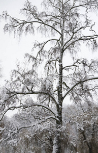 雪中的树木美丽的冬季景观乌克兰基辅2018年12月14日