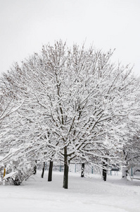 雪中的树木美丽的冬季景观乌克兰基辅2018年12月14日