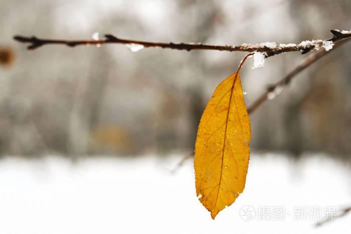 冬天花园里下雪时叶子上的霜冻带有雪花背景的冰冻树枝