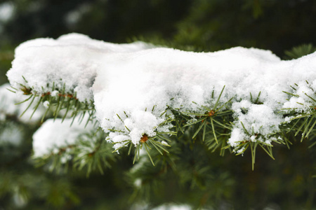 冬园雪中杉树叶上的霜冻。 具有雪花背景的冷冻云杉。