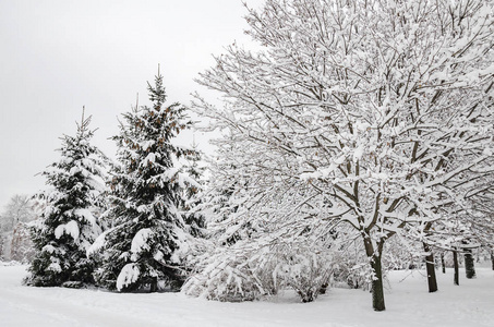 雪中的树木美丽的冬季景观乌克兰基辅2018年12月14日