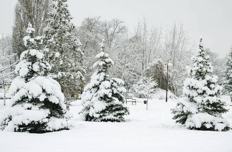 雪中的树木美丽的冬季景观乌克兰基辅2018年12月14日