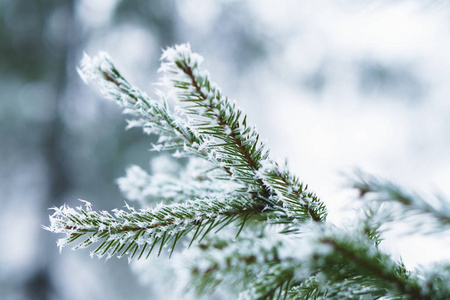 冬园雪中杉树叶上的霜冻。 具有雪花背景的冷冻云杉。