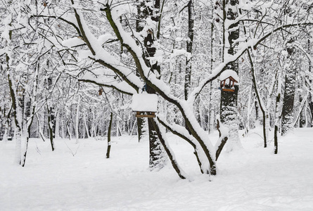 雪中的树木美丽的冬季景观乌克兰基辅2018年12月14日