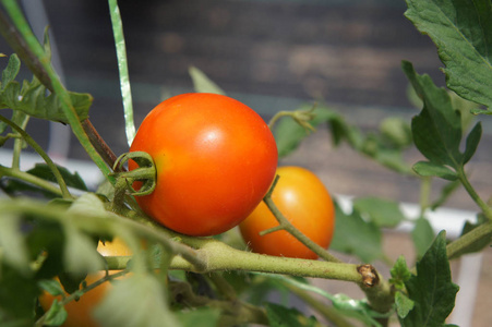 果实的西红柿图片