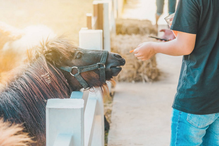 小小马吃草图片-小小马吃草素材-小小马吃草插画-摄图新视界