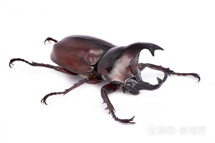 来自泰国的白色背景大飞甲虫