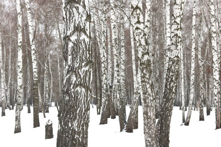 黑白照片黑白桦树林中的黑白桦树皮与其他桦树之间的桦树树皮照片