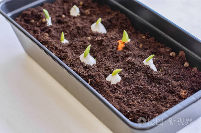 在家里种植郁金香郁金香鳞茎发芽了郁金香球茎栽在地上
