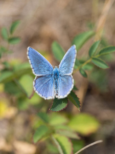 坐在一种植物上的荔枝科中的一只蓝蝶多翅目的卵蝶