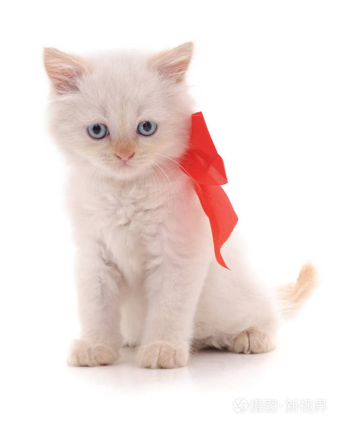 白色的小猫,在白色的背景上孤立着一只弓.