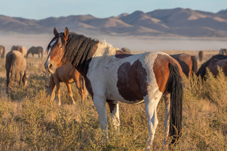 犹他州沙漠中美丽的野马种马