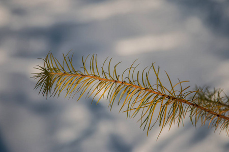 雪背景上的松枝