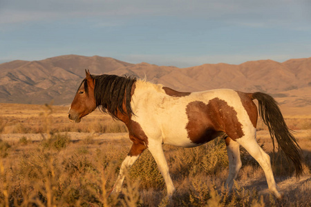 犹他州沙漠中美丽的野马种马