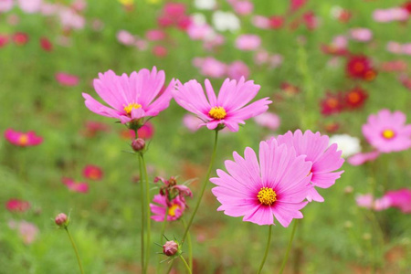 美丽的宇宙花园里五颜六色的花