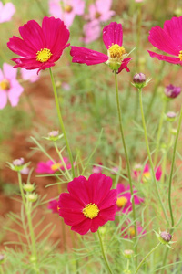 美丽的宇宙花园里五颜六色的花