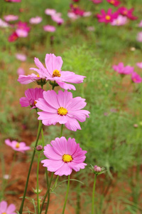 美丽的宇宙花园里五颜六色的花