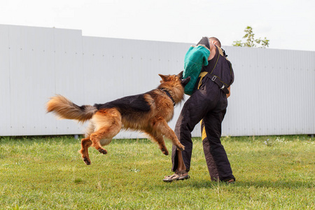 教练和德国牧羊犬一起上课。 狗保护它的主人。