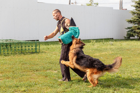 教练和德国牧羊犬一起上课。 狗保护它的主人。