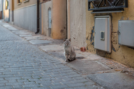 西班牙一个小镇的街道上美丽的灰色小猫