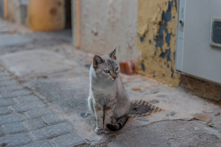 西班牙一个小镇的老街上一只灰色的小猫
