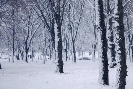 雪林树在雪的第一次雪霜雪林背景