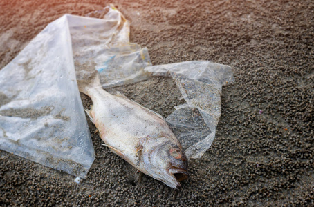 死亡鱼在海滩上与肮脏的塑料垃圾照片与室外低日落照明。