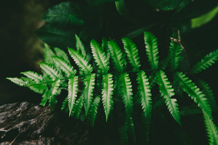 黑色暗影图片-黑色暗影素材-黑色暗影插画-摄图新视界