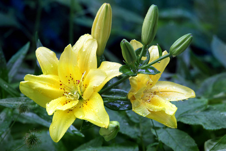 黄色的百合花，有雨滴在夏日花园里