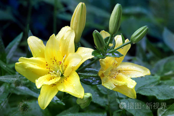 黄色的百合花 有雨滴在夏日花园里照片 正版商用图片15vmms 摄图新视界
