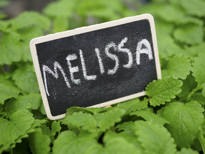 新鲜的绿色梅丽莎植物与标志照片