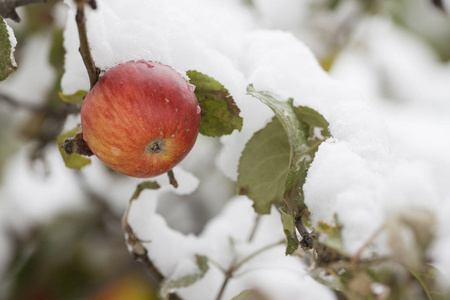 雪中的红苹果图片