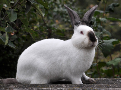 加州的兔子加利福尼亚品种的成年兔子照片