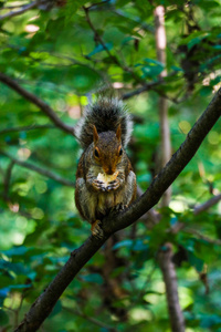 小松鼠在一棵树上大吃东西图片