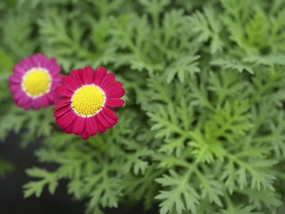 美丽的雏菊花，复制空间