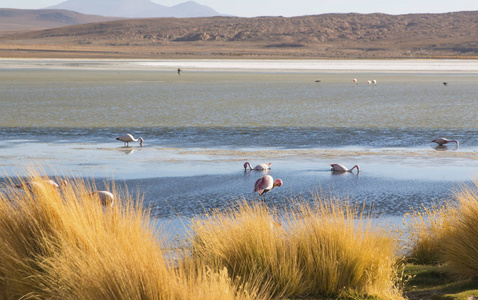 在玻利维亚南部靠近智利和秘鲁边境的七彩湖上的火烈鸟