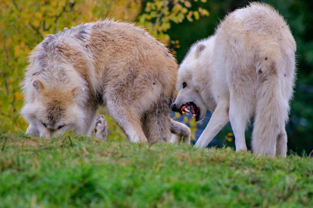 在夏季的几个月里, 一只灰狼金丝雀狼疮在加拿大森林里也被称为 木材狼 的特写镜头