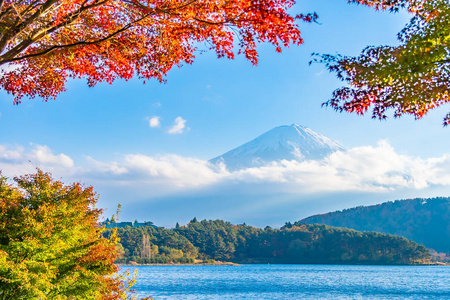 树的富士山美景枫叶在秋天,河口湖隧道日本秋季环湖枫叶树的富士山