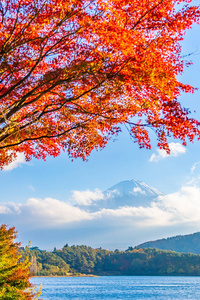 日本大林湖边枫叶树的富士山美景