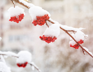 冬季背景。 冬天的风景用雪覆盖着鲜红的罗旺。